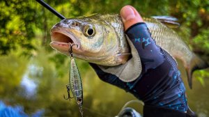 СТОЛЬКО ЛЕТ ЭТА ПРИМАНКА НЕ ЛОВИЛА И ТУТ ПРОРВАЛО!!! / ГОЛАВЛЬ НА УОКЕР / КАМБЭК В ЛЕТО 2025