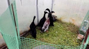 Утки Индийский бегунок