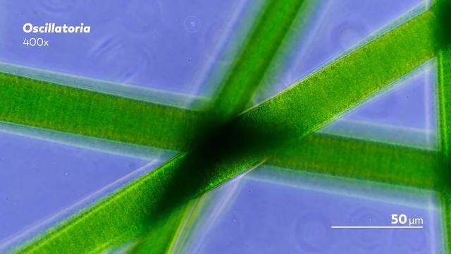 How Cyanobacteria Took Over The World