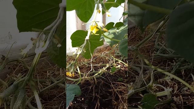 Подкормка огурцов в июле. 23 июля 2024г. Липецк смотреть онлайн