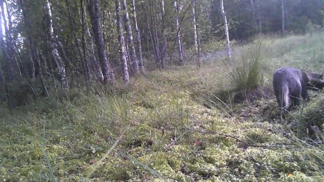 Забавы енотовидных собак. Щенки. #енотовиднаясобака #фотоохота #ленинградскаяобласть