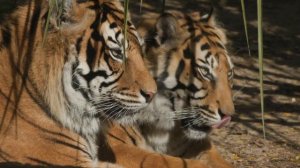 Умирающая тигрица принесла детёнышей к человеку. Но дальше произошло невероятное!