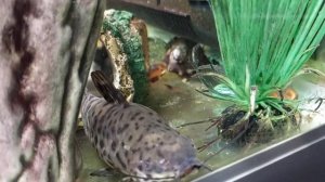 Аквариум Mirabello NEWA 30L. Дополнение к первому видео.