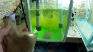 Проклюнулась личинка у тернеции