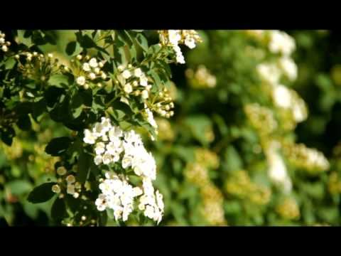 Белгородчина...Посмотри, какая она красивая! (12) смотреть онлайн