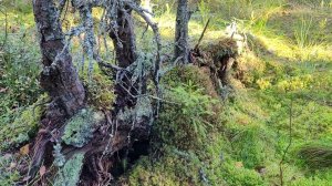 Болото в тайге