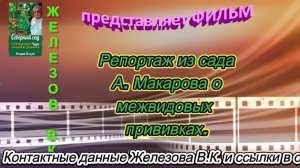 Репортаж из сада А. Макарова о межвидовых прививках.