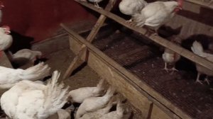 Кросс Хайсекс Уайт