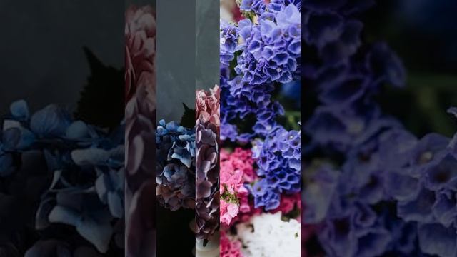 Гортензия черешковая  Сибирское здоровье
