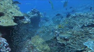 The Food Chain of Fish @ Andaman Sea / Thailand