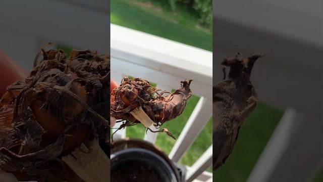 Planting More Canna Tubers in Containers! #containergardening смотреть онлайн