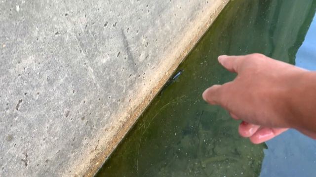 Climbing a ROCK WALL to Reach HIDDEN Fishing Spot!!! (EPIC ADVENTURE) смотреть онлайн