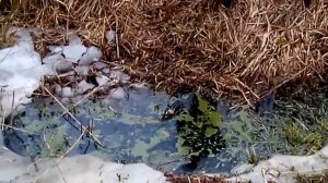 Мальчик прыгает в болото