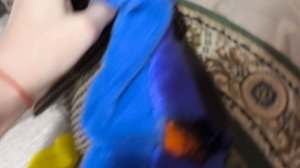 зима ❄⛄❄⛄басики лепят снеговика 🌨🐾☃️⛄❄🌨Баба-Яга хотела украсть Лëню 😱🌨❄⛄☃️