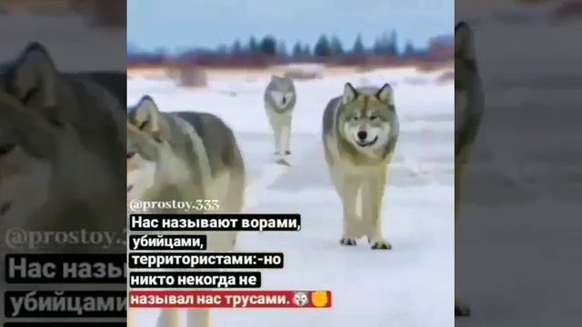 Волков не напугать и людей тоже смотреть онлайн