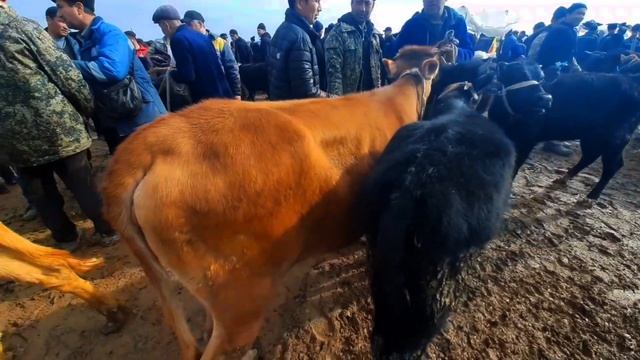 Карши Карвон мол бозори нархлари 10.03.2024