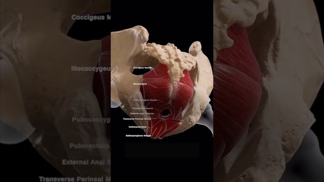 Как вернуть эластичность и упругость мышцам тазового дна без Кегеля?