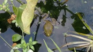 Лягушка квакает надувая свои щёки 😂