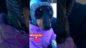 Лучшие моменты из жизни Волчары и Фисона