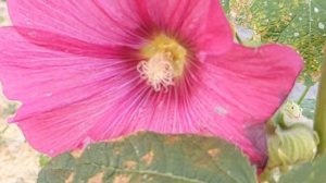 ПОРАЗИТЕЛЬНЫЕ лечебные свойства МАЛЬВЫ