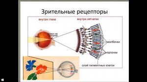 7.Дальтонизм.Устройство зрительного аппарата у дальтоников