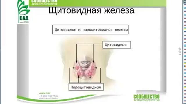 Щитовидная железа и флуревиты САД  Врач терапевт Севостьянова Т И смотреть онлайн