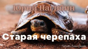 Юрий Нагибин I Аудиорассказ I Старая черепаха