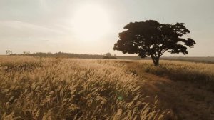 4189161-uhd_3840_2160_30fps