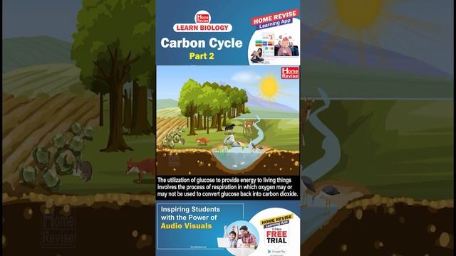The Carbon Cycle | Part 2