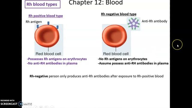 Chapter 12: The Cardiovascular System Blood Topics Erythrocytes and Blood Types смотреть онлайн