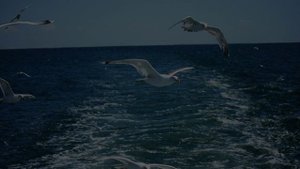 Только 3 года-прошу подожди...Евгений Лощилов (Морские песни)