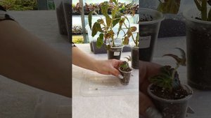 Как я черенкую бегонию Беликонию.