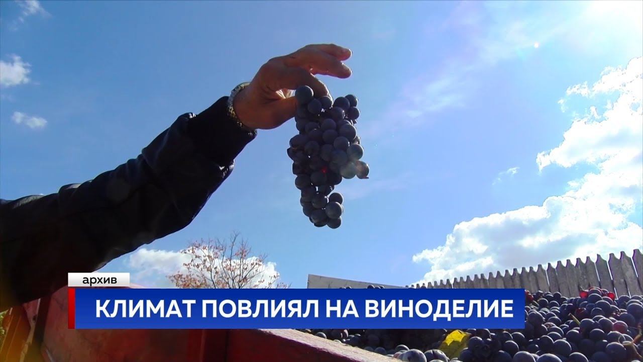 КЛИМАТ ПОВЛИЯЛ НА ВИНОДЕЛИЕ смотреть онлайн
