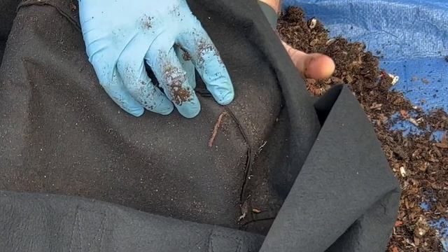 Outdoor Worm Bin Gets Dumped Out To Check Conditions + 3000 Worm Time Lapse Vermicompost Worm Farm смотреть онлайн