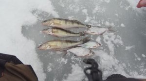 ЛОВЛЯ БЕРША ЗИМОЙ НА ПОСТАВУШКИ, ЛОВЛЯ НА ТЮЛЬКУ