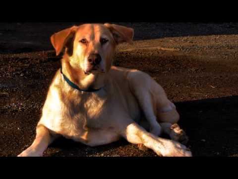 Слушать лучшую русскую песню с тв 2015 смотреть онлайн