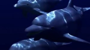 Dolphins Chillout.flv