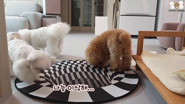 착시 매트를 보자 당황한 순심이 ㅋㅋ