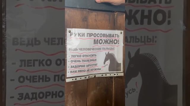 Конно-Спортивный клуб «Зебра». #shorts