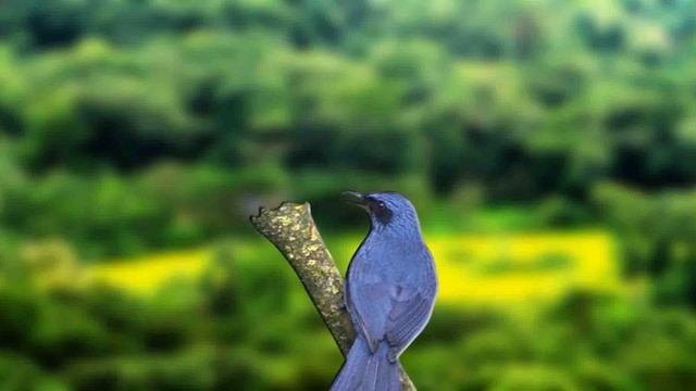 Masteran Burung Bagus - Masteran Burung Langka - Blue Mockingbird