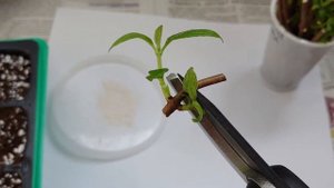 Как укоренить срезанные побеги. Черенкование гортензии почкой/зелёным побегом.Древесное черенковани