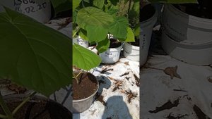 Павловния с зелёного черенка!