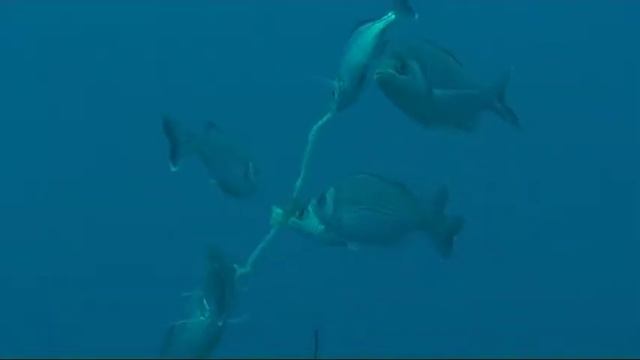 Karwela Gozo смотреть онлайн