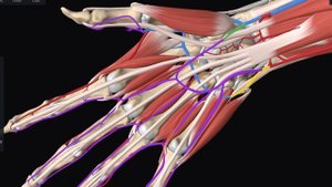Ладонные артериальные дуги#anatomy#анатомиячеловека