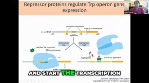 The Tryptophan Operon: Regulation and Transcription Process