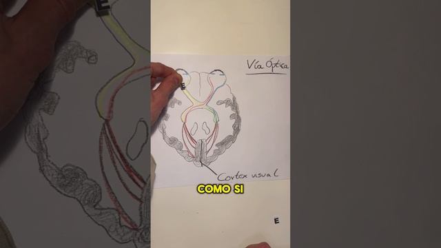 El proceso de la visión animado 👁️ #aprendeenyoutube #vision #ojos #anatomia #viaoptica