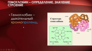 Физиология эритроцитов