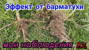 Эффект от барматухи. Мои наблюдения. 30.11.2024