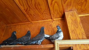 Николаевские голуби Липецкой области