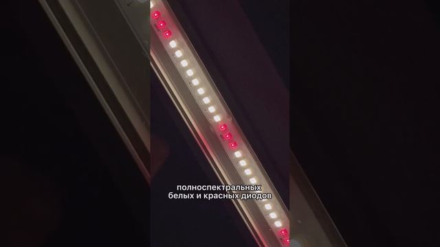 “Чем отличаются фитолампы вашего производства серии Комфорт и Урожай?”